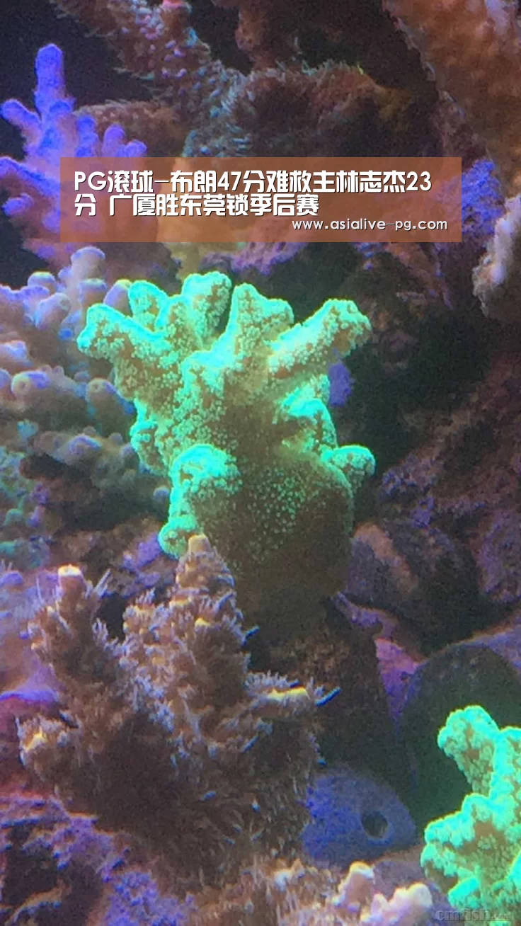 PG滚球-布朗47分难救主林志杰23分 广厦胜东莞锁季后赛(图3) PG篮球