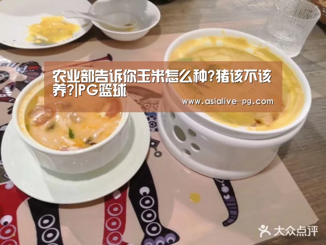 农业部告诉你玉米怎么种?猪该不该养?|PG篮球(图1) PG篮球
