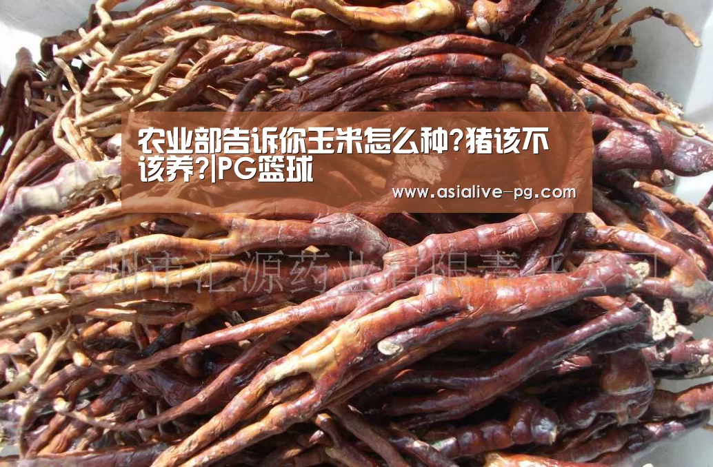 农业部告诉你玉米怎么种?猪该不该养?|PG篮球(图2) PG滚球
